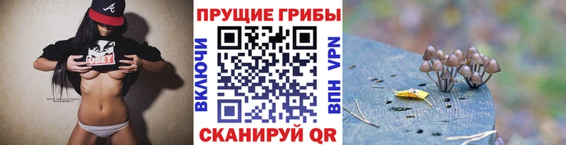 darknet состав  Шилка  Псилоцибиновые грибы мухоморы  купить наркотик 