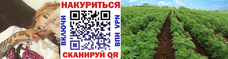 Каннабис конопля  OMG ссылка  Шилка 